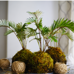 Kokedama – Création végétale artisanale japonaise