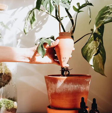 Olla Pepin – Image 5