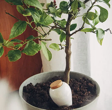 Olla Pepin – Image 6