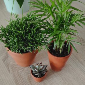 Trio de plantes faciles d’entretien – Plantes d’intérieur