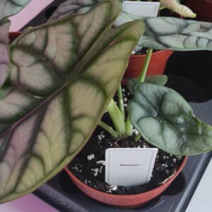 Alocasia Dragon – Plante de collection