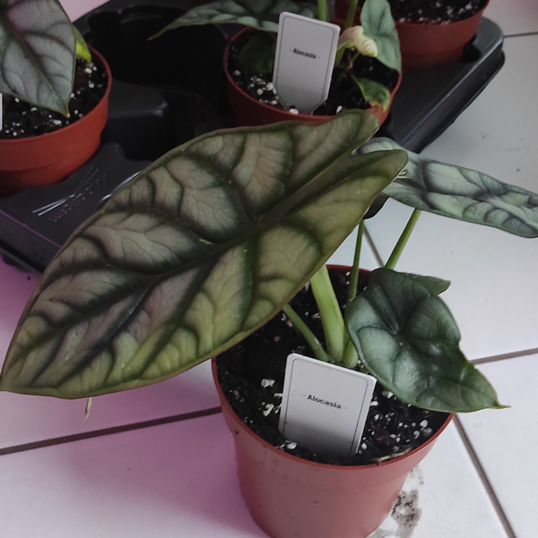 Philodendron Pink Princess – Plante de collection