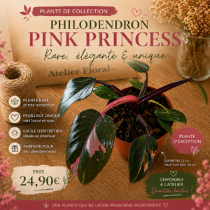 Philodendron Pink Princess – Plante de collection