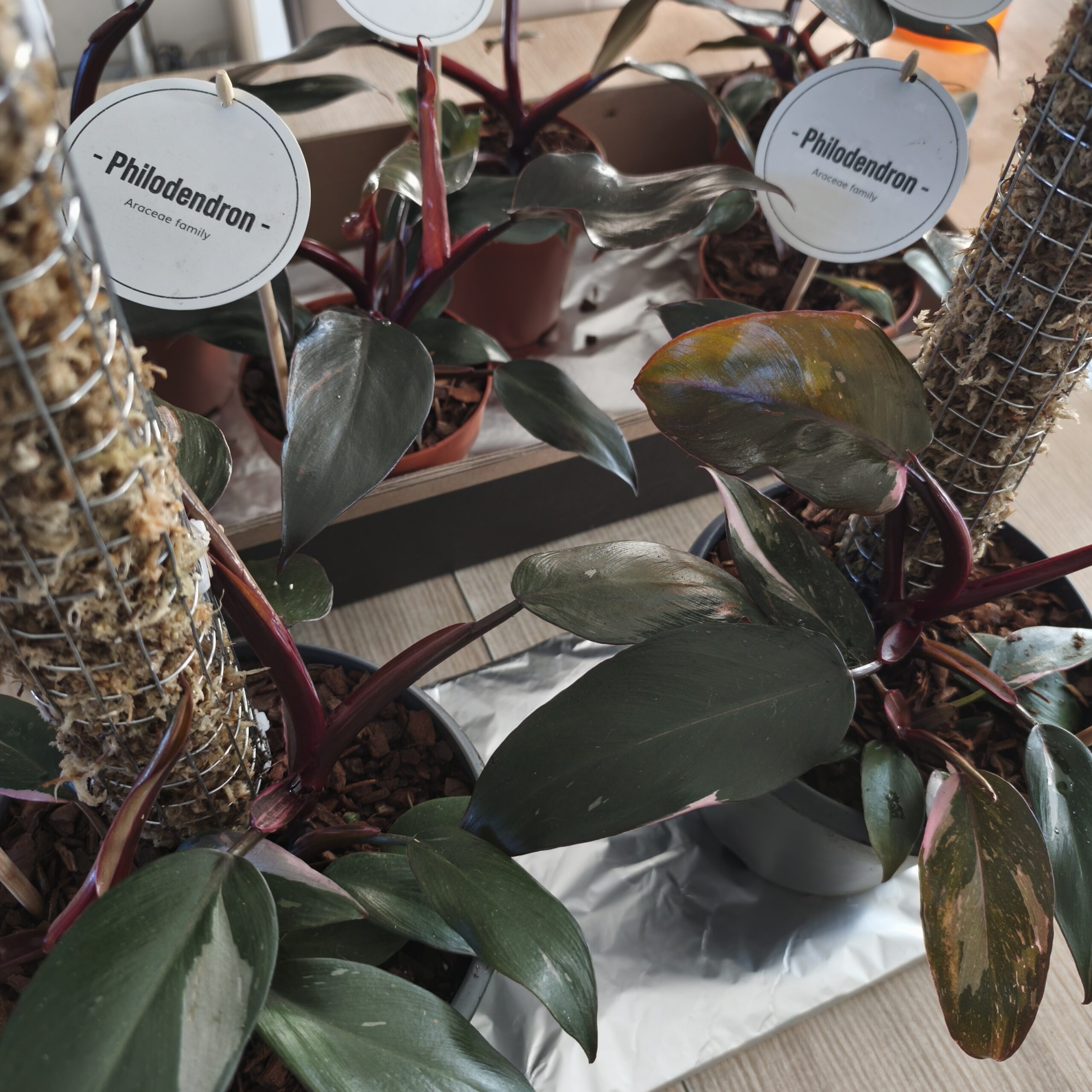 Philodendron Pink Princess – Plante de collection