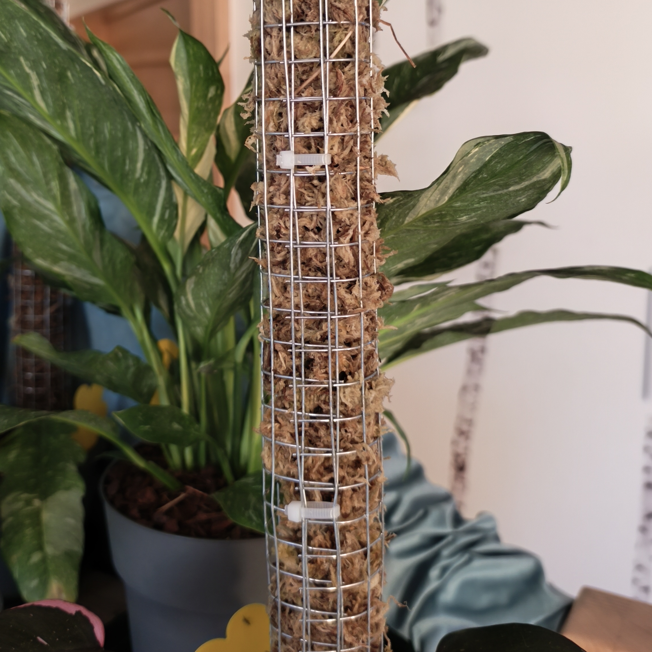 Tuteur en sphaigne naturel pour plantes grimpantes type monstera et philodendron